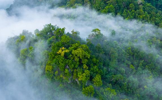 无人机拍摄的森林图像